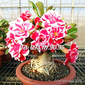 Mua Hạt giống hoa sứ Thái Lan mix 2 màu - Bịch 10 hạt – Mã số 1574