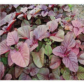 Hạt Giống Dền Đỏ Lá Nhọn - Gói 1kg