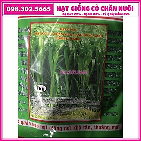 Hạt giống cỏ cao lương Sweet Jumbo - gói 200g