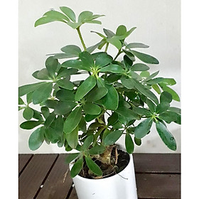 Cây ngũ gia bì để bàn