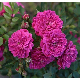 Hoa hồng ngoại thân bụi Purple Rain – cây to. già khỏe trồng bịch vải