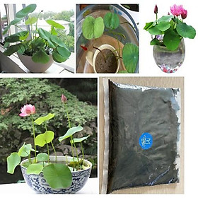 4kg Đất Bùn Trồng Sen