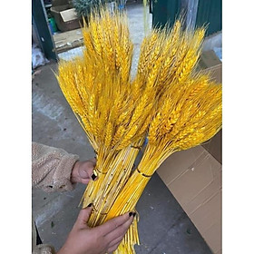 Mua Hoa Lúa Mạch Khô Màu Vàng Bó 100 Bông   Bông Lúa Mạch Khô Trang Trí Decor