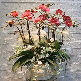 Chậu hoa Lan Hồ Điệp Đà Lạt - Mẫu 35 - Đường kính chậu 30 x cao 70 cm - Mầu Đỏ - Chậu hoa, cây cảnh tặng khai trương, tân gia