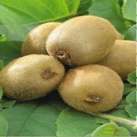 COMBO 5 GÓI HẠT GIỐNG KIWI CHỊU NHIỆT MIXX ĐỦ MÀU