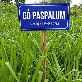 Mua Hạt Giống Cỏ Chịu Ngập Úng Paspalum - cỏ vừa trồng cạn vừa trồng dưới nước  ( 200gram )