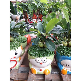 Mua CÂY MAY MẮN   CÂY PHONG THỦY - CÂY NHƯ HÌNH  .   GHN EXPRESS  