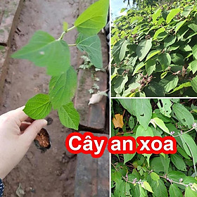 Mua Cây An Xoa