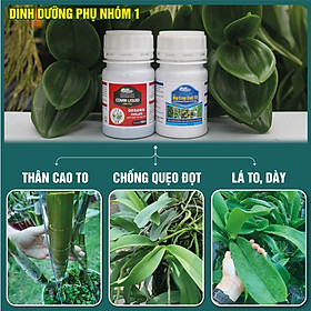 NHÓM 1 COMBO8 100 - Phân bón chống quẹo đọt, ngăn rụng hoa, tăng đề kháng, hạn chế thối nhũn mùa mưa (100g/ml/chai)
