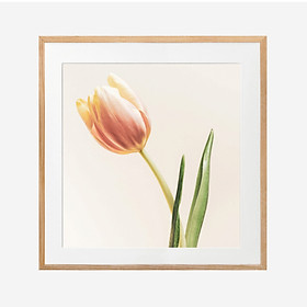 Mua Tranh trang trí treo tường khung kính gỗ sồi cao cấp  Tulip  30x30cm