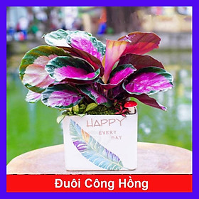 Mua Cây Đuôi Công Hồng - cây cảnh để bàn + tặng phân bón cho cây