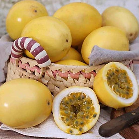 Mua CÂY GIỐNG CHANH DÂY VÀNG SIÊU NGỌT (CHUẨN GIỐNG)
