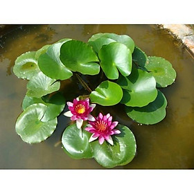 Mua Cây hoa súng thái đỏ dưa hấu