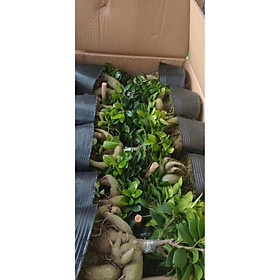 Mua CÂY SANH LÙN NHẬT BONSAI MIMI SIÊU ĐẸP  CÂY PHONG THỦY ĐỂ BÀN VƯỢNG KHÍ CHO GIA CHỦ