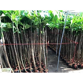 Mua cây giống sa ke