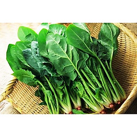 Mua Hạt giống cải bó xôi F1 cao sản  chịu nhiệt tốt  siêu dễ trồng gói 20g