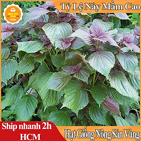 Hạt giống rau tía tô tỉ lệ nảy mầm cao, sinh trưởng và phát triển khỏe, năng suất cao - nông sản vàng
