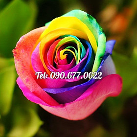 Hạt giống hoa hồng 7 màu – Bịch 10 hạt – Mã số 1218