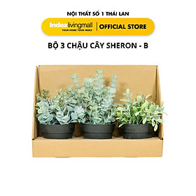 Bộ 3 Chậu Cây SHERON-B | Index Living Mall | Nội Thất Nhập Khẩu Thái Lan - Phân Phối Độc Quyền Tại Việt Nam