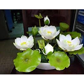 Mua Combo 2 củ ngó sen các loại