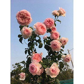 Mua Hoa hồng leo Mon Coeur-bầu to lớn  cây trưởng thành trưởng thành