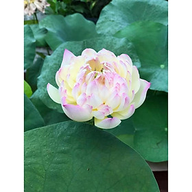 Củ sen chaming lip  ra hoa sau 4-5 tháng -Không giao dc 19 tỉnh Miền Nam