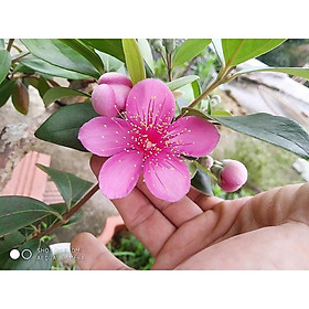 Cây sim rừng cao 50cm-60cm