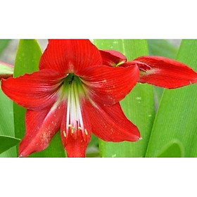 Củ Lan Huệ màu đỏ và cam (y hình) củ to