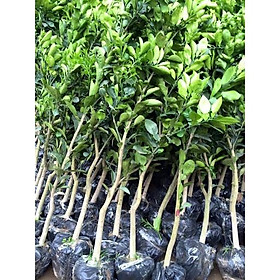 Mua Cây giống BƯỞI DA XANH MIỀN NAM - HÀNG CHUẨN F1