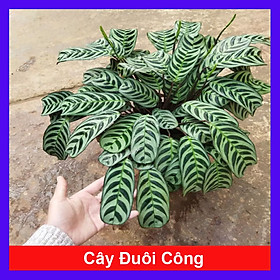 Hình ảnh Cây Đuôi Công - cây cảnh để bàn + Tặng phân bón cho cây