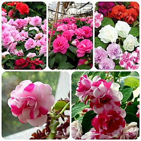 Hạt giống Hoa Mai Địa Thảo nhiều màu Impatiens walleriana seeds