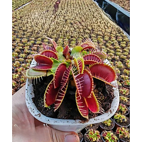 cây bẫy kẹp , cây kẹp mồi , cây bắt ruồi