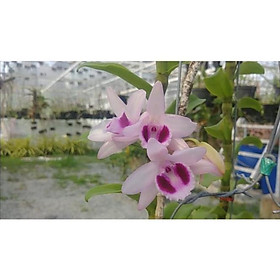 Mua kie hoa phong lan phi điệp lộc bắc ( hàng cắt kie )