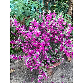 Mua Cây tuyết sơn phi hồng  chậu cây tuyết sơn phi hồng chuẩn giống cam kết chất lượng