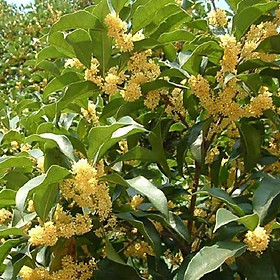 Mua Cây mộc hương ta hoa vàng chuẩn giống F1