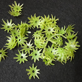 100G ĐÀI NHỰA - Xanh nhạt 2.5cm,100g