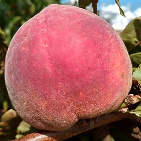 CÂY GIỐNG ĐÀO TIÊN CHỊU NHIỆT NHẬT BẢN - NGON - NĂNG SUẤT
