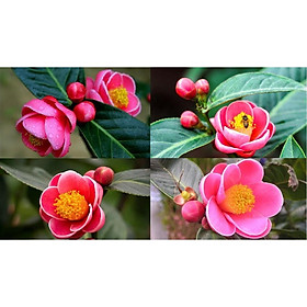 Cây giống HOA HẢI ĐƯỜNG- Hoa siêu to, siêu đẹp, siêu rẻ - Hoa màu cánh sen - gửi đi nguyên bầu