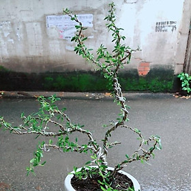 Mua Chậu Cây Linh Sam