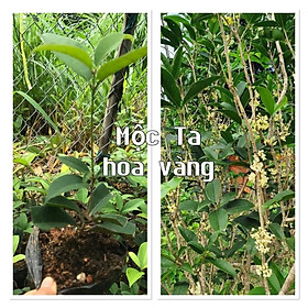 Mua Combo 5 mộc hương ta giống hình 5