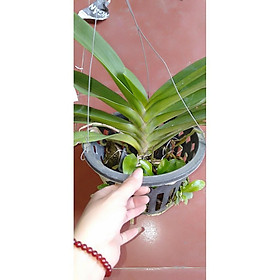 Mua hoa phong lan đai châu bò sữa cây khủng