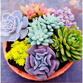 Mua 5 LOẠI SEN ĐÁ ĐÀ LẠT SIZE 5-8CM (GIAO MẪU NGẪU NHIÊN)