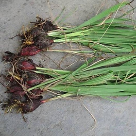 Mua Sâm Đại Hành (10Củ Giống) sp9
