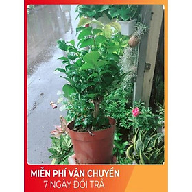Mua Cây Hạnh Phúc