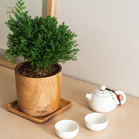 Mua Combo Cây Tùng Bồng Lai + Chậu Trụ Tròn L