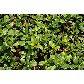 Bộ 1 gói Hạt giống rau sam