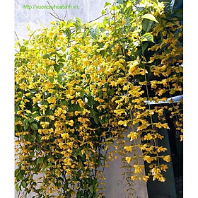 Chậu Lan Leo Hoàng Dương decor siêu đẹp