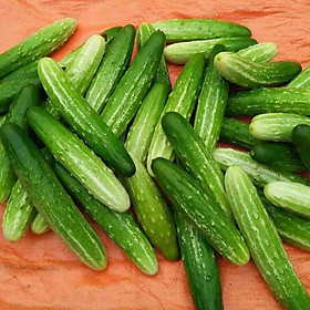 Hạt giống dưa chuột nếp F1 cao sản - gói 1 gam - nảy mầm tốt, năng suất cao