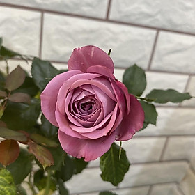 Hoa hồng ngoại tím Purple beauty, thơm đậm - bầu cây giống phát triển ổn định