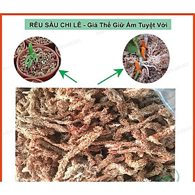 Mua 300g Rêu sâu Chile loại 1 nhập khẩu - (dớn Chile)